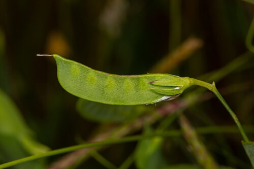 Lathyrus aphaca (Yellow-Flowered Pea) — photo