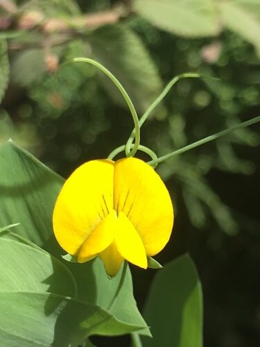 Lathyrus aphaca