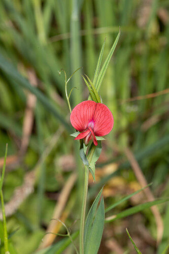 Lathyrus cicera (Chickling Vetch) — photo