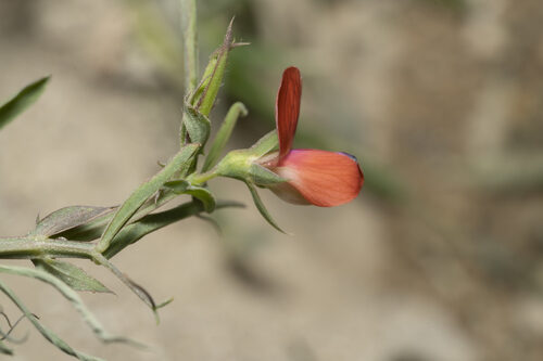 Lathyrus cicera (Chickling Vetch) — photo