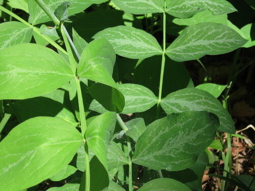 Lathyrus davidii — photo