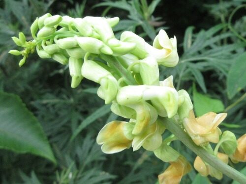 Lathyrus davidii