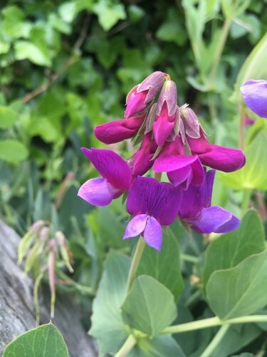 Lathyrus japonicus (Beach Pea) — photo