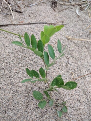 Lathyrus japonicus (Beach Pea) — photo