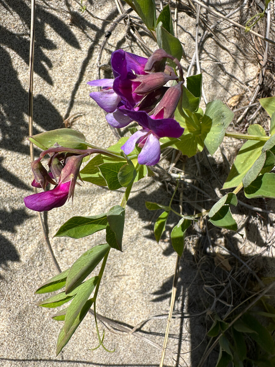 Lathyrus japonicus maritimus - (L.)P.W.Ball. (Beach Pea) — photo