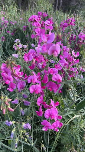 Lathyrus latifolius (Perennial Sweet Pea) — photo