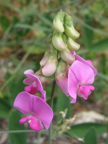 Lathyrus latifolius (Perennial Sweet Pea) — photo