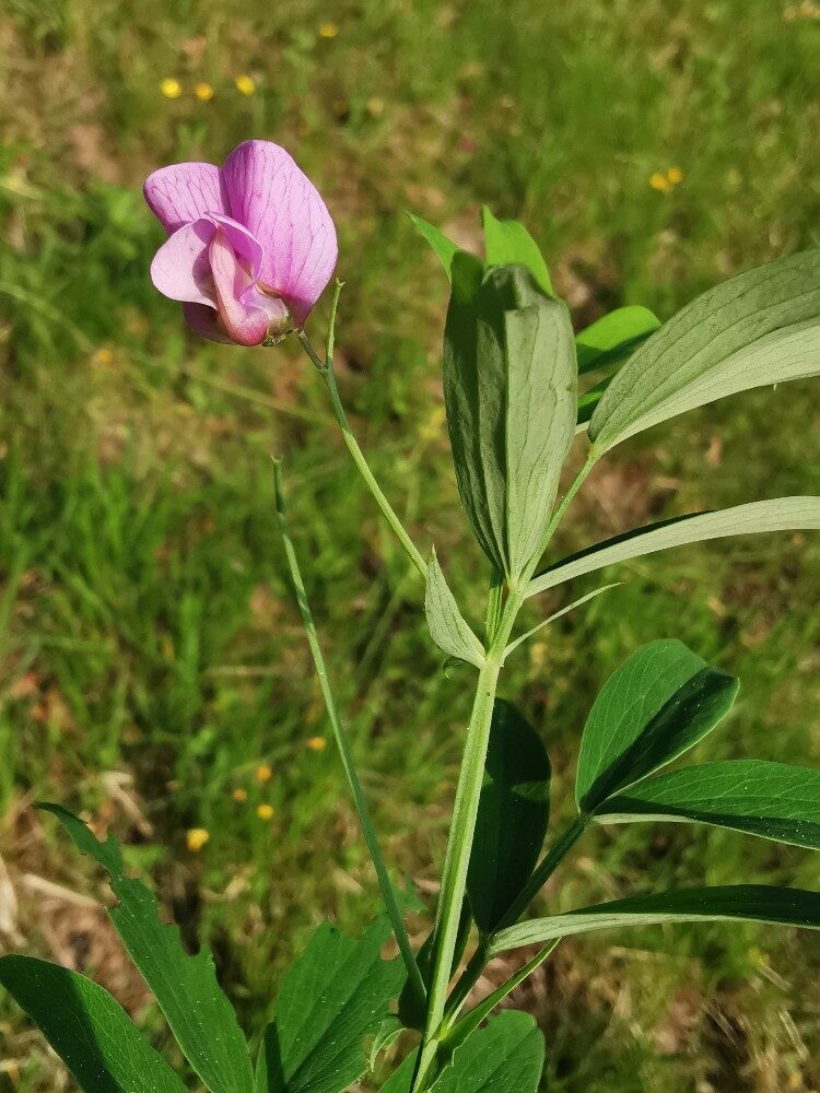 Lathyrus linifolius montanus - (Bernh.)Bässler. (Bitter Vetch) — photo