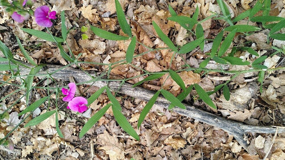 Lathyrus linifolius montanus - (Bernh.)Bässler. (Bitter Vetch) — photo