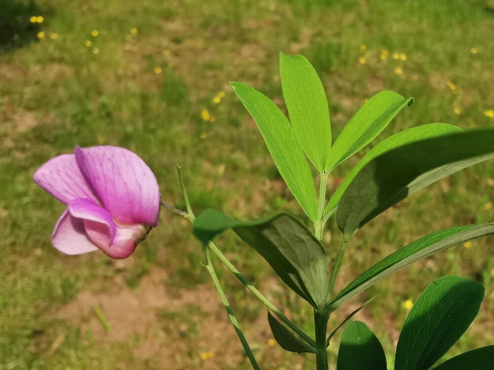 Lathyrus linifolius montanus - (Bernh.)Bässler.