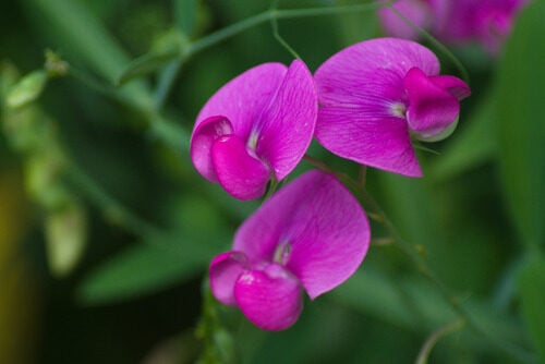 Lathyrus marmoratus (Vetchling) — photo