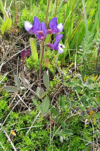 Lathyrus nervosus (Lord Anson's Pea) — photo