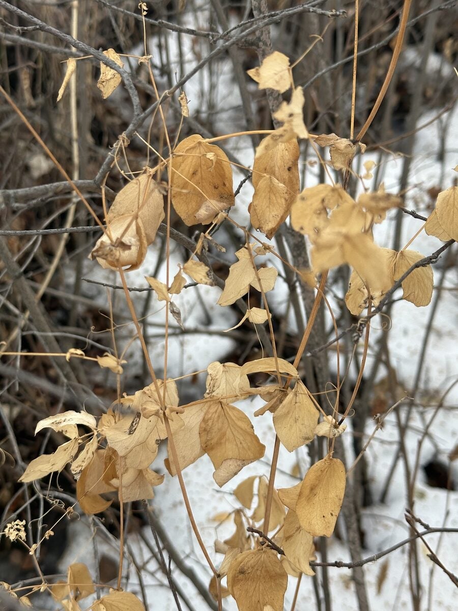 Lathyrus ochroleucas (Cream Peavine) — photo