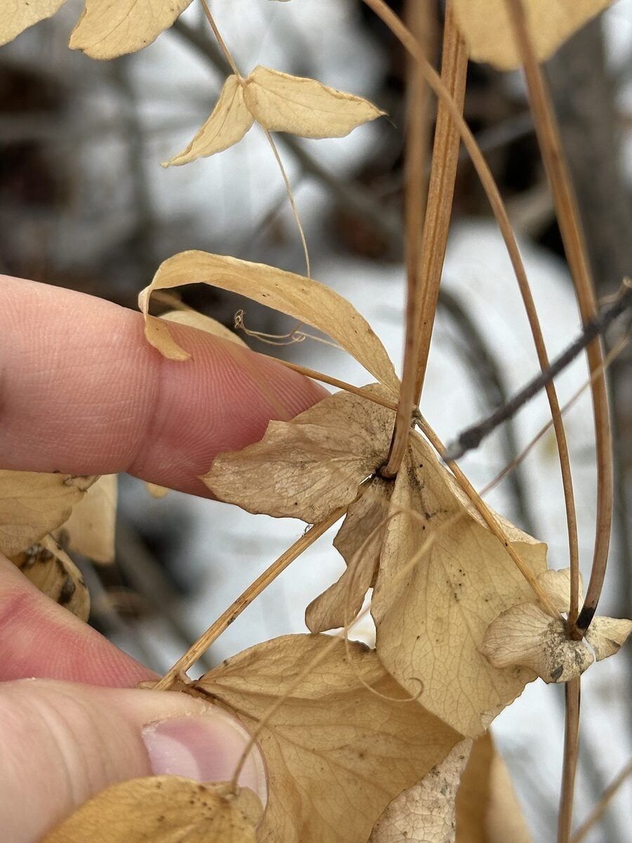 Lathyrus ochroleucas (Cream Peavine) — photo