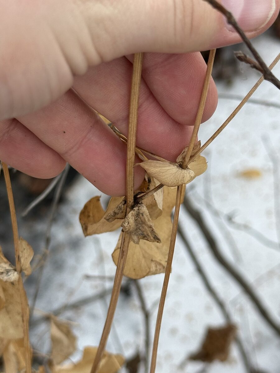 Lathyrus ochroleucas