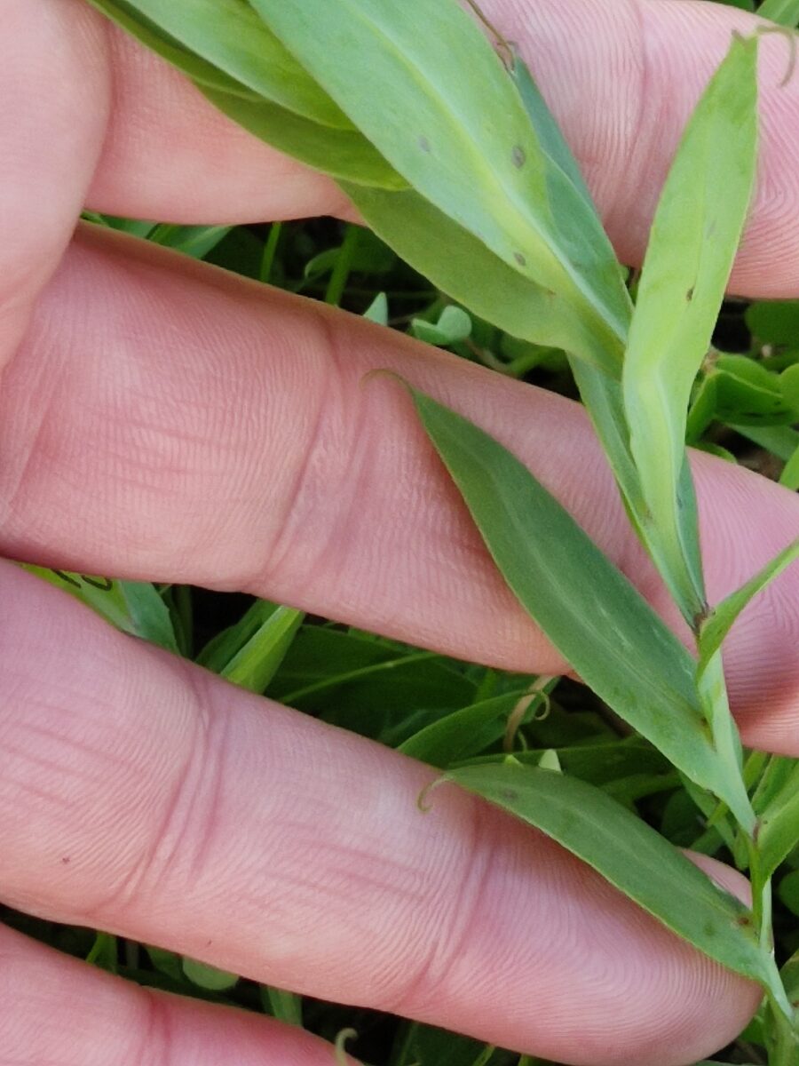 Lathyrus ochrus - (L.)DC. (Cyprus Vetch) — photo
