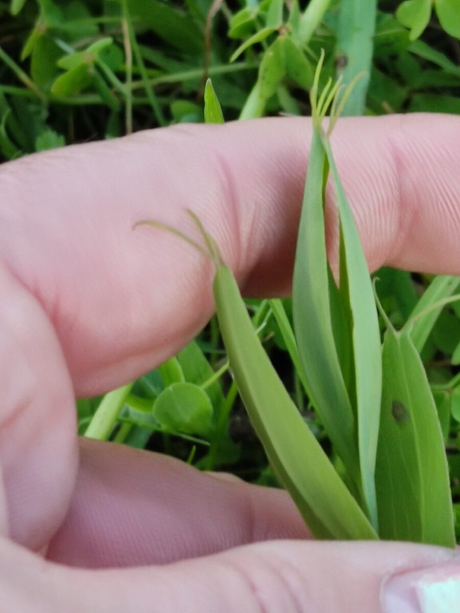 Lathyrus ochrus - (L.)DC. (Cyprus Vetch) — photo