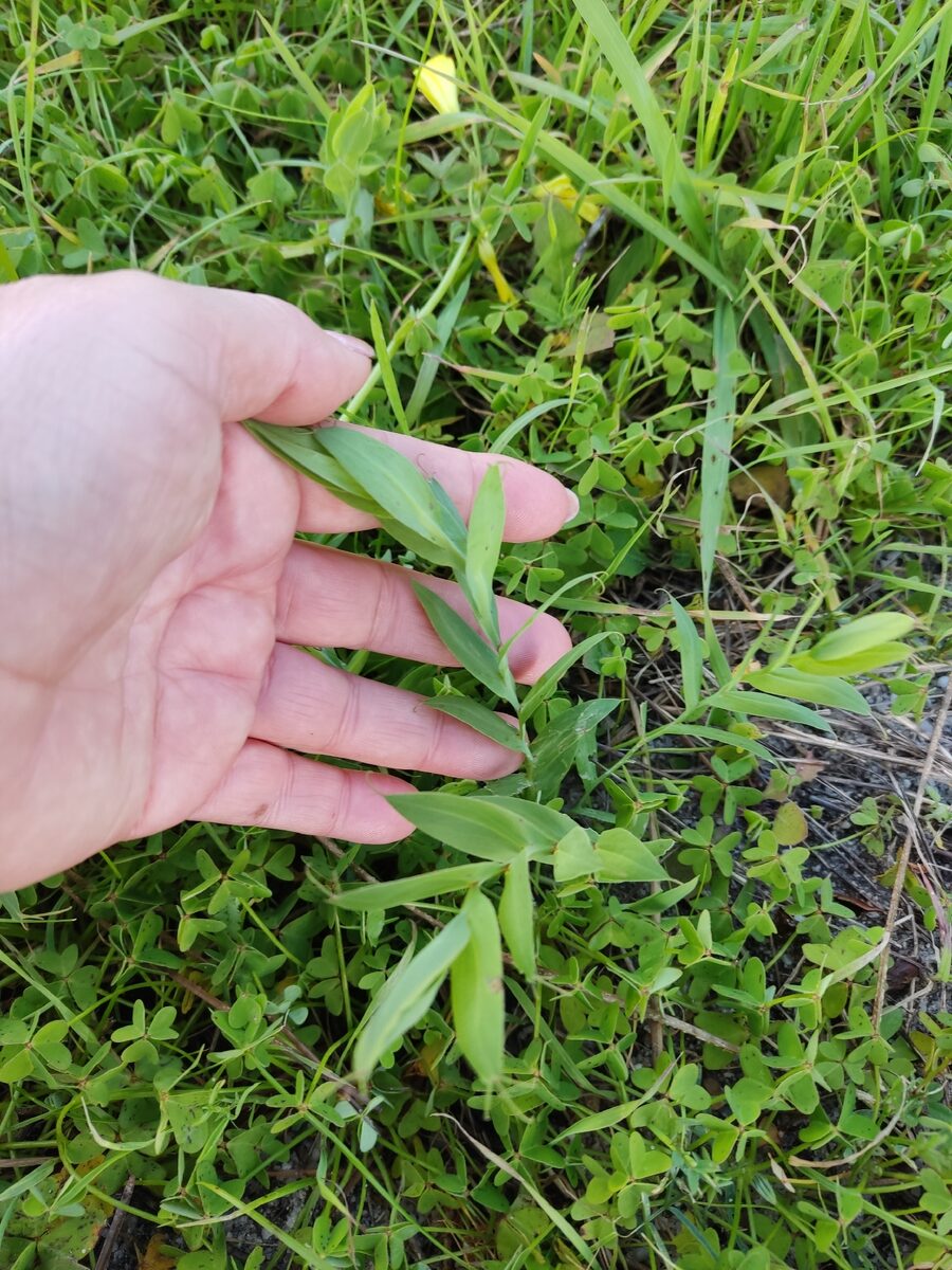 Lathyrus ochrus - (L.)DC.