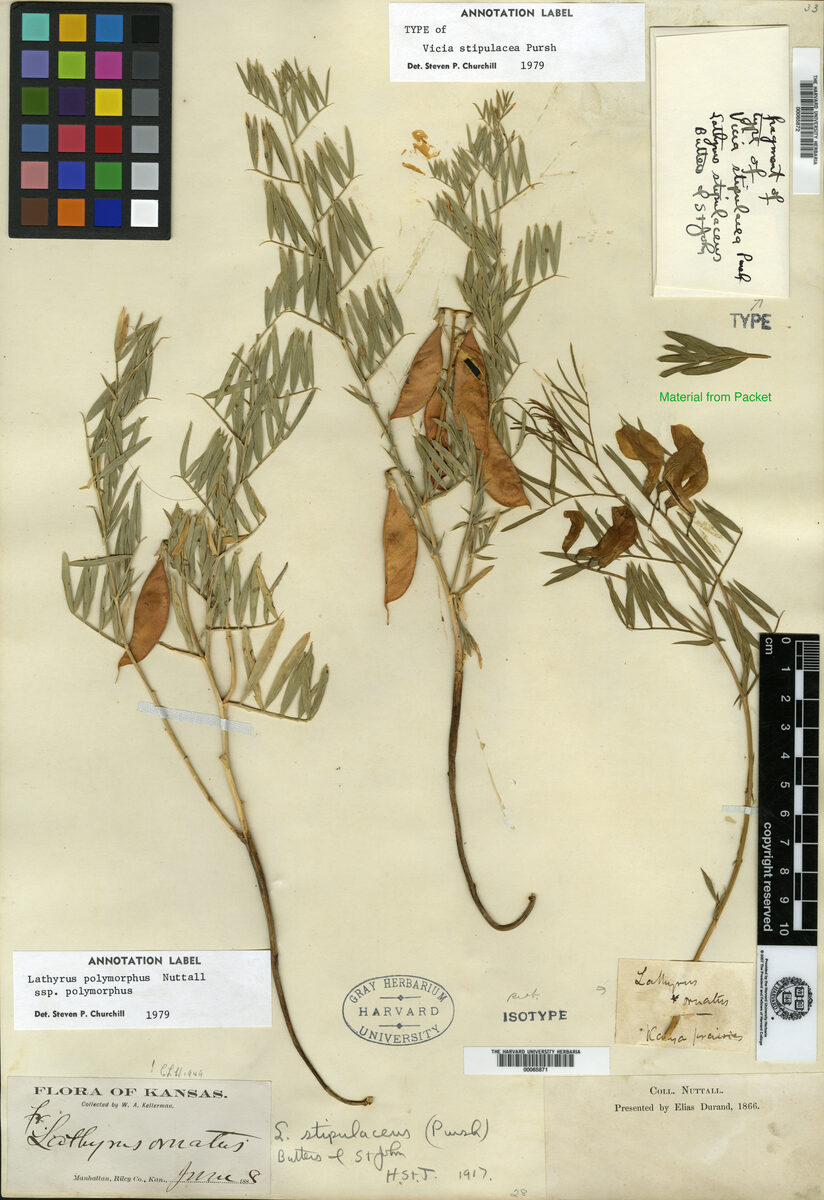 Lathyrus ornatus (Bush Vetchling) — photo