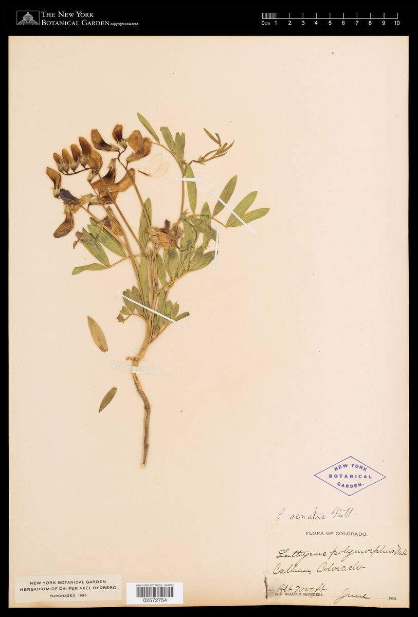 Lathyrus ornatus