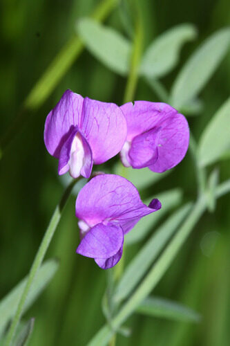 Lathyrus palustris (Slenderstem Peavine) — photo