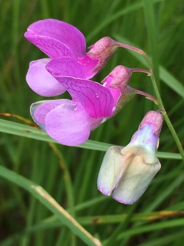 Lathyrus palustris (Slenderstem Peavine) — photo