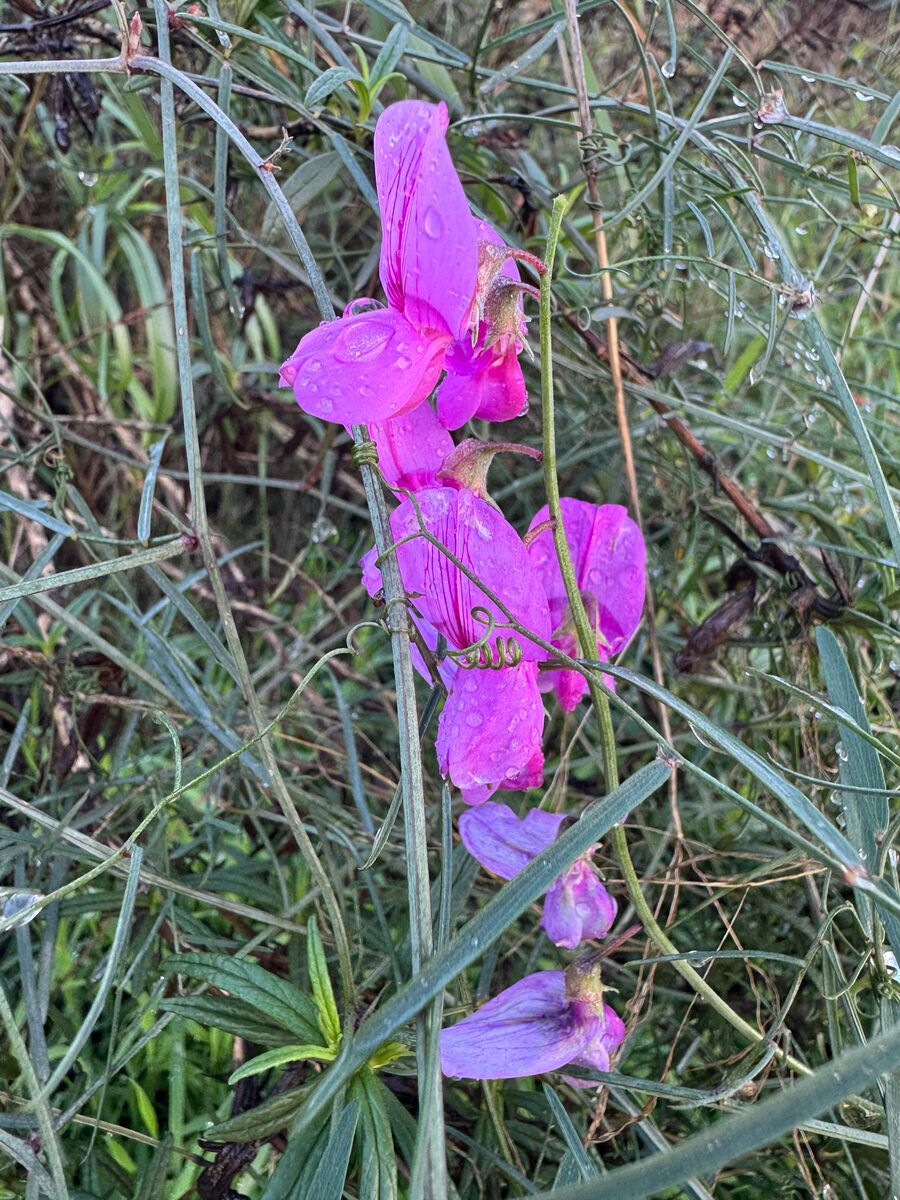 Lathyrus polymorphus (Manystem Peavine) — photo