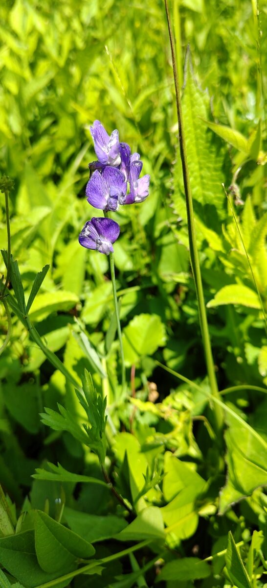 Lathyrus quinquenervius - (Miq.)Litvin. — photo