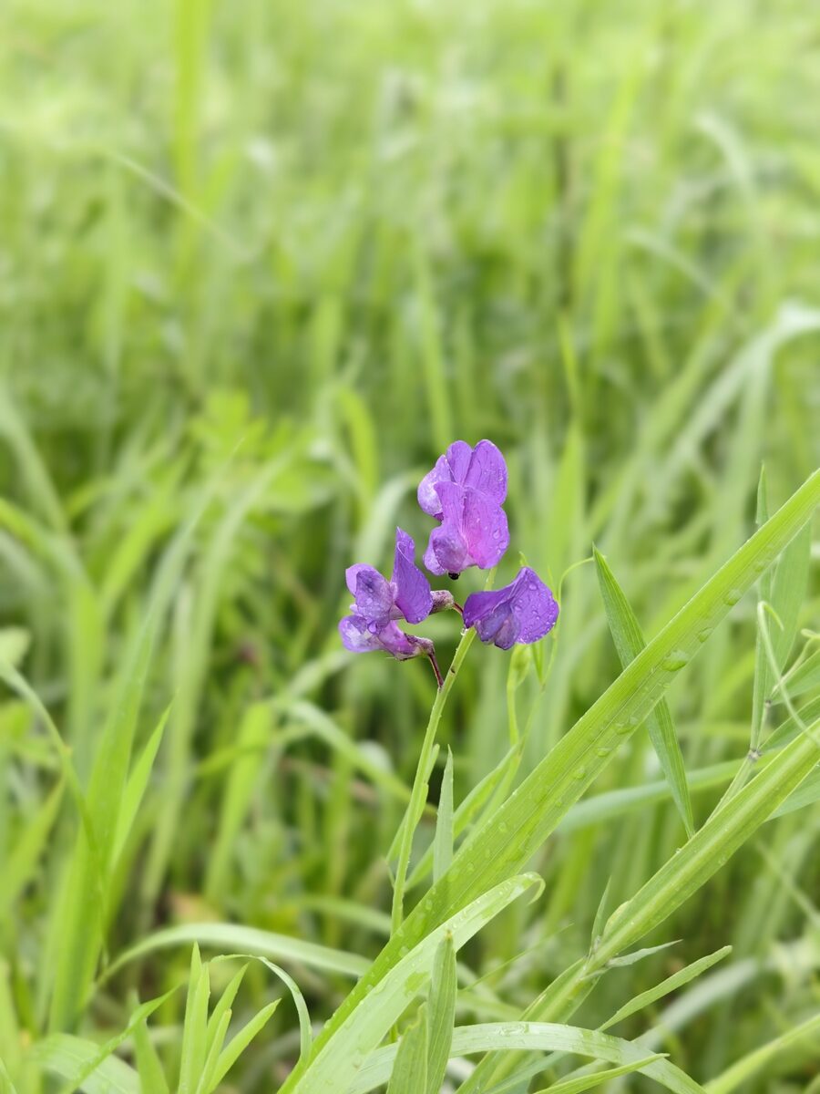 Lathyrus quinquenervius - (Miq.)Litvin. — photo