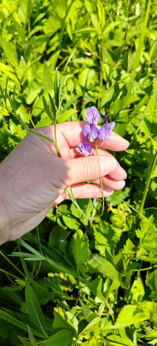 Lathyrus quinquenervius - (Miq.)Litvin.