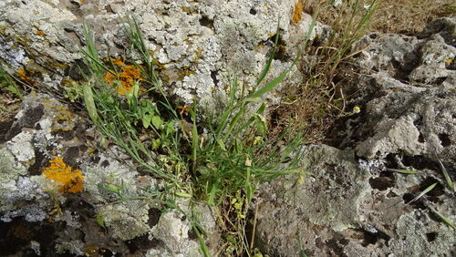 Lathyrus sativus (Chickling Pea) — photo