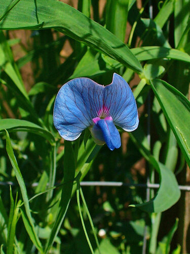 Lathyrus sativus
