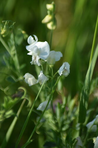 Lathyrus tuberosus (Earthnut Pea) — photo