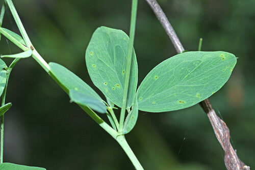 Lathyrus tuberosus (Earthnut Pea) — photo