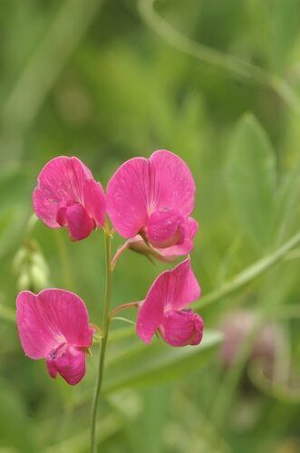 Lathyrus tuberosus