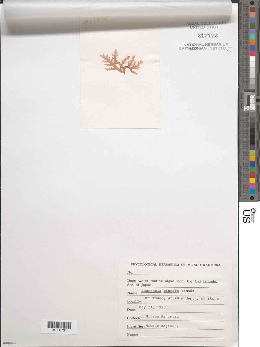 Laurencia pinnata