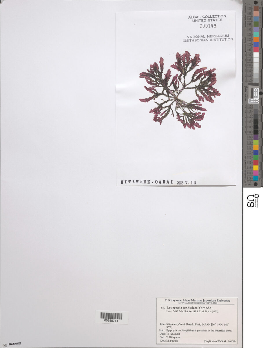 Laurencia undulata — photo