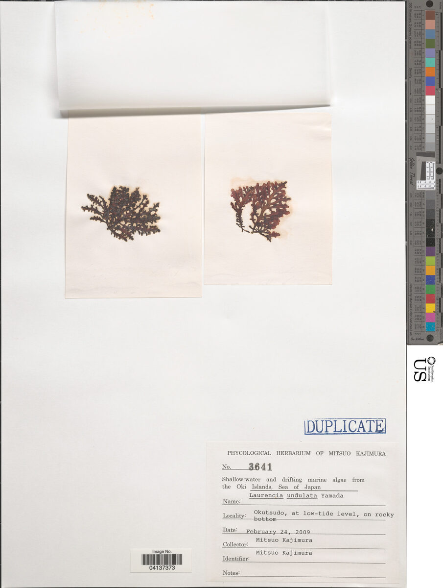 Laurencia undulata