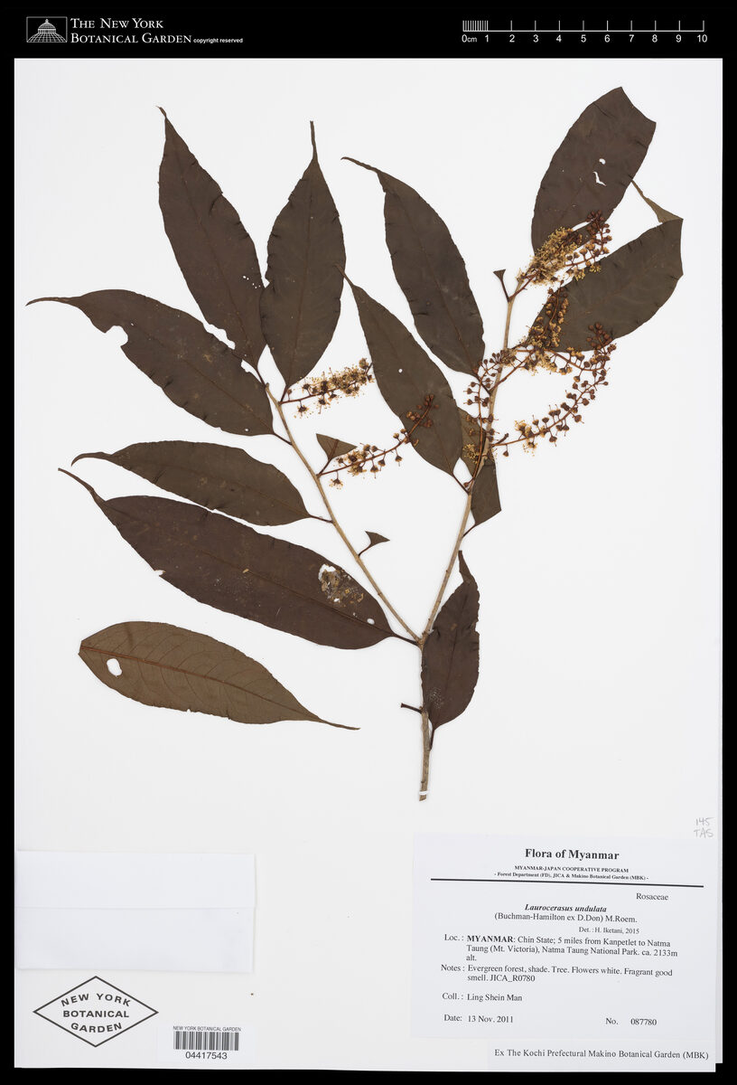 Laurocerasus undulata — photo