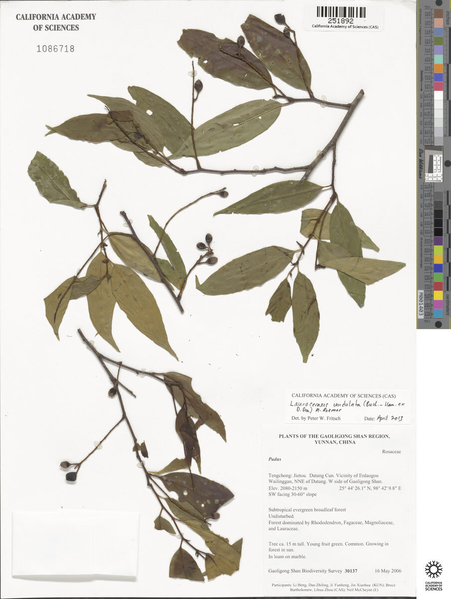 Laurocerasus undulata — photo