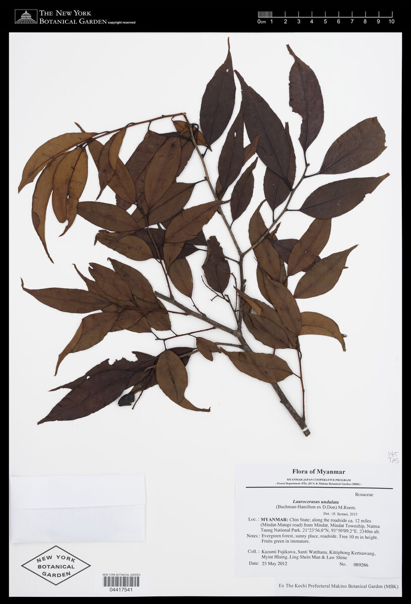 Laurocerasus undulata