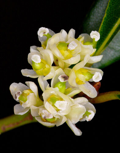 Laurus nobilis (Bay Tree) — photo