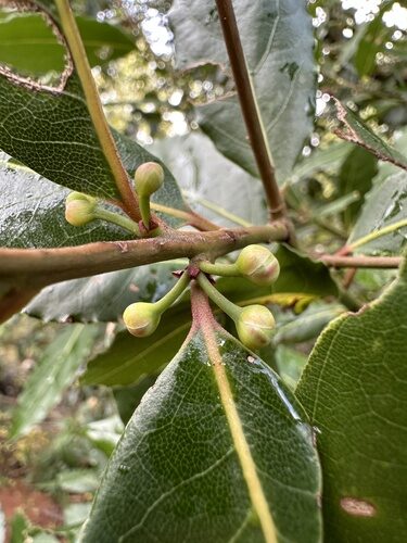 Laurus nobilis (Bay Tree) — photo
