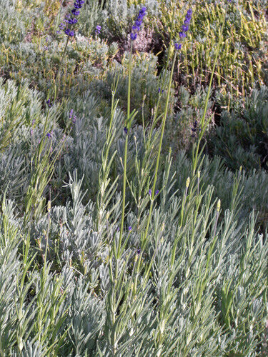 Lavandula angustifolia (English Lavender) — photo