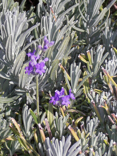 Lavandula angustifolia (English Lavender) — photo