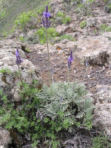 Lavandula multifida (Fernleaf lavender) — photo