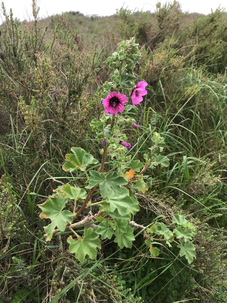Lavatera arborea (Tree Mallow) — photo