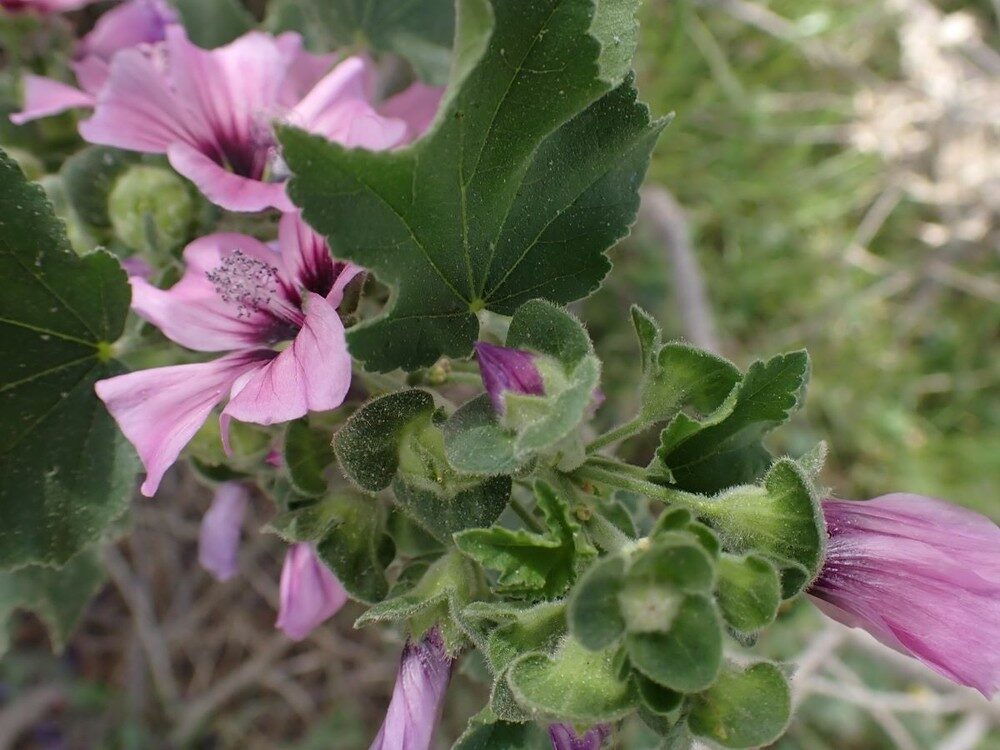 Lavatera arborea (Tree Mallow) — photo