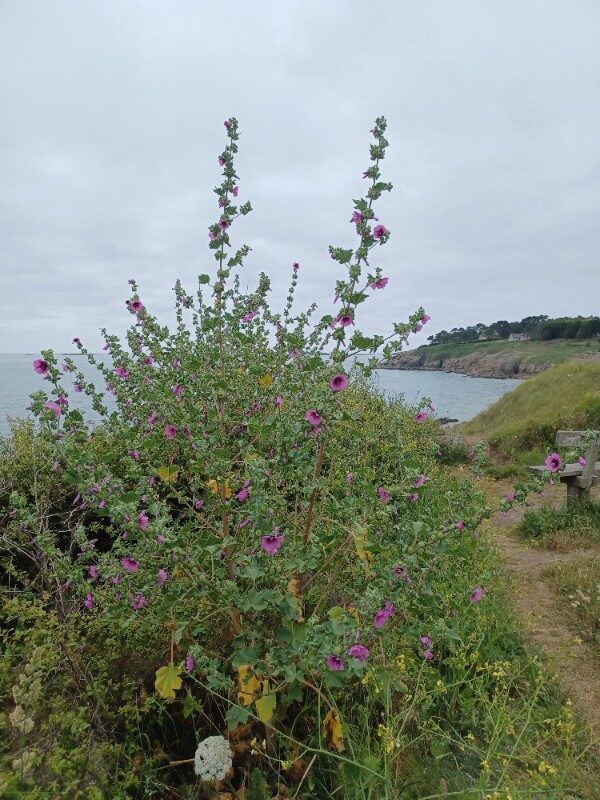 Lavatera arborea