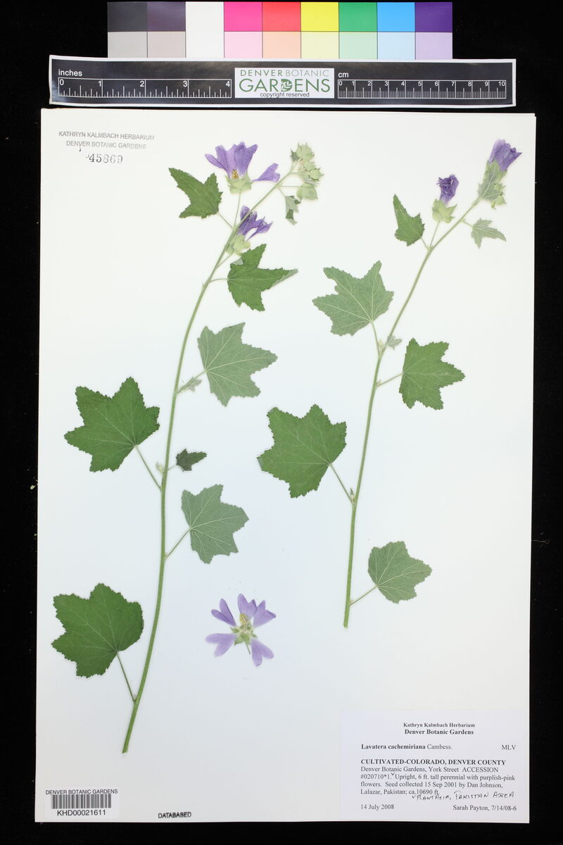 Lavatera cachemiriana (Lavatera) — photo